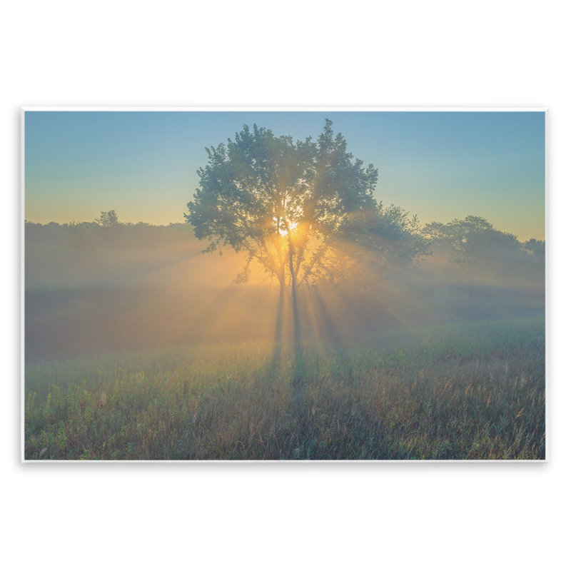 «Bright Bright Sunlit Tree» par Marty Hulsebos, H 13 po x l 19 po