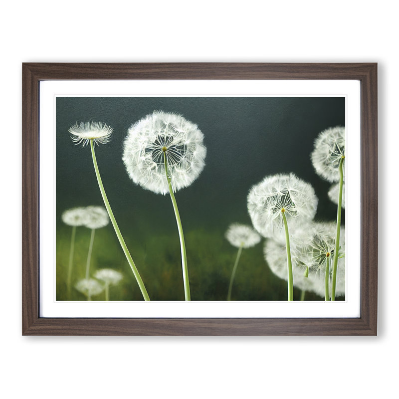 Mesmerising Dandelion Flowers - Single Picture Frame Print, 46cm H x 64cm W x 2cm D, Walnut