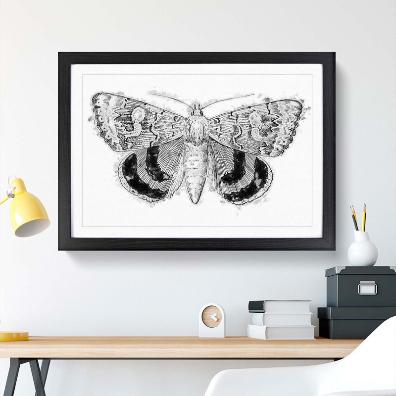 Sleepy Underwing Moth by S.F. Denton - Picture Frame Painting Print, 48cm H x 65cm W x 2cm D, Black Framed