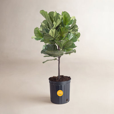 Costa Farms Fiddle Leaf Fig Plant