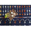 Tapis géométrique bleu / rouge-53918587