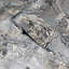 Papier peint en carreaux de plâtre Jarald