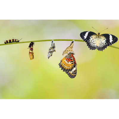Aderinola " Caterpillar And Butterflies "