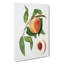 Juicy Peach Tree by Giorgio Gallesio - Wrapped Canvas-55362069