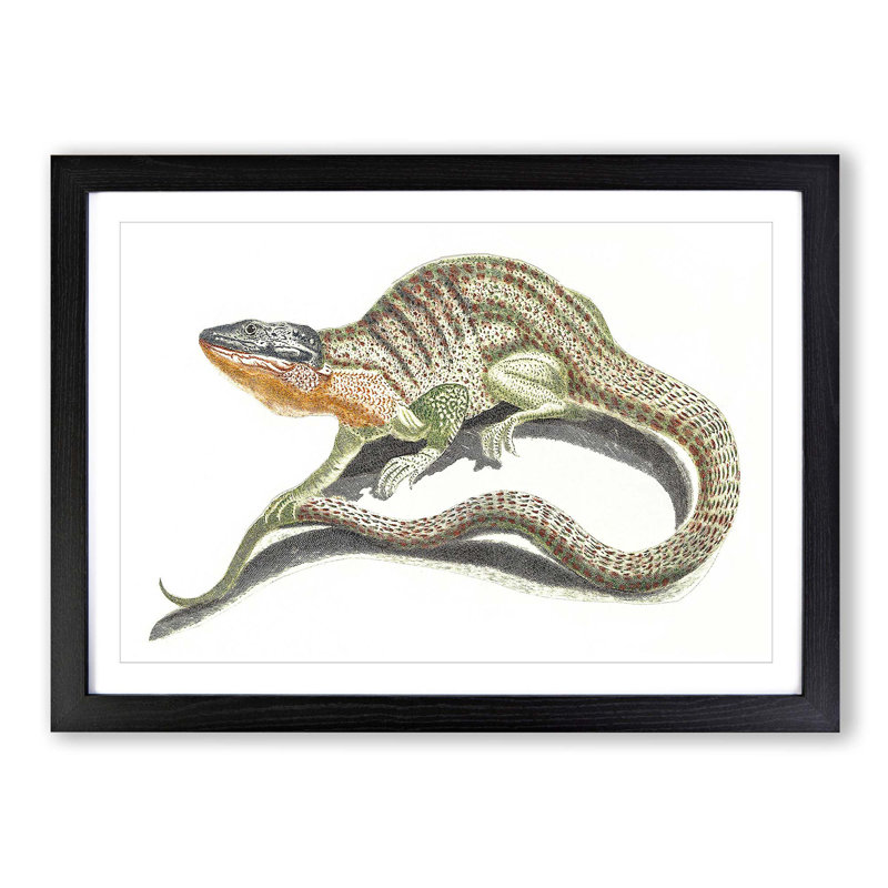 Lizard by Johan Teyler - Picture Frame Painting Print, Black Framed, 27cm H x 36cm W x 2cm D