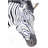 " Zebra "-790897342