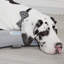 Polyester Pet Bed-704806471