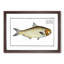 Herring Fish by M.E. Bloch - Picture Frame Painting Print-55580389-55580390