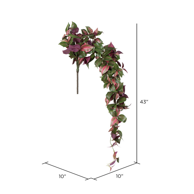 Hijinio Trailing Plant with Variegated Leaves in Green and Purple
