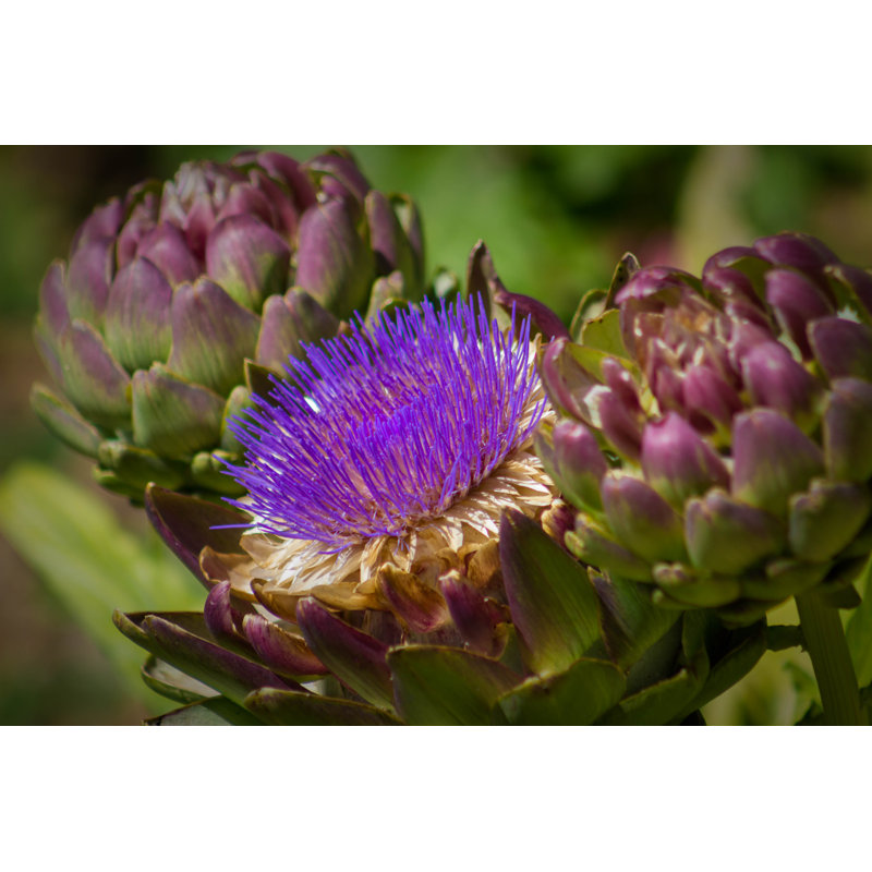 Artichoke Flower Close-Up by Sara Edwards - Wrapped Canvas Print, 30cm H x 46cm W x 3.8cm D