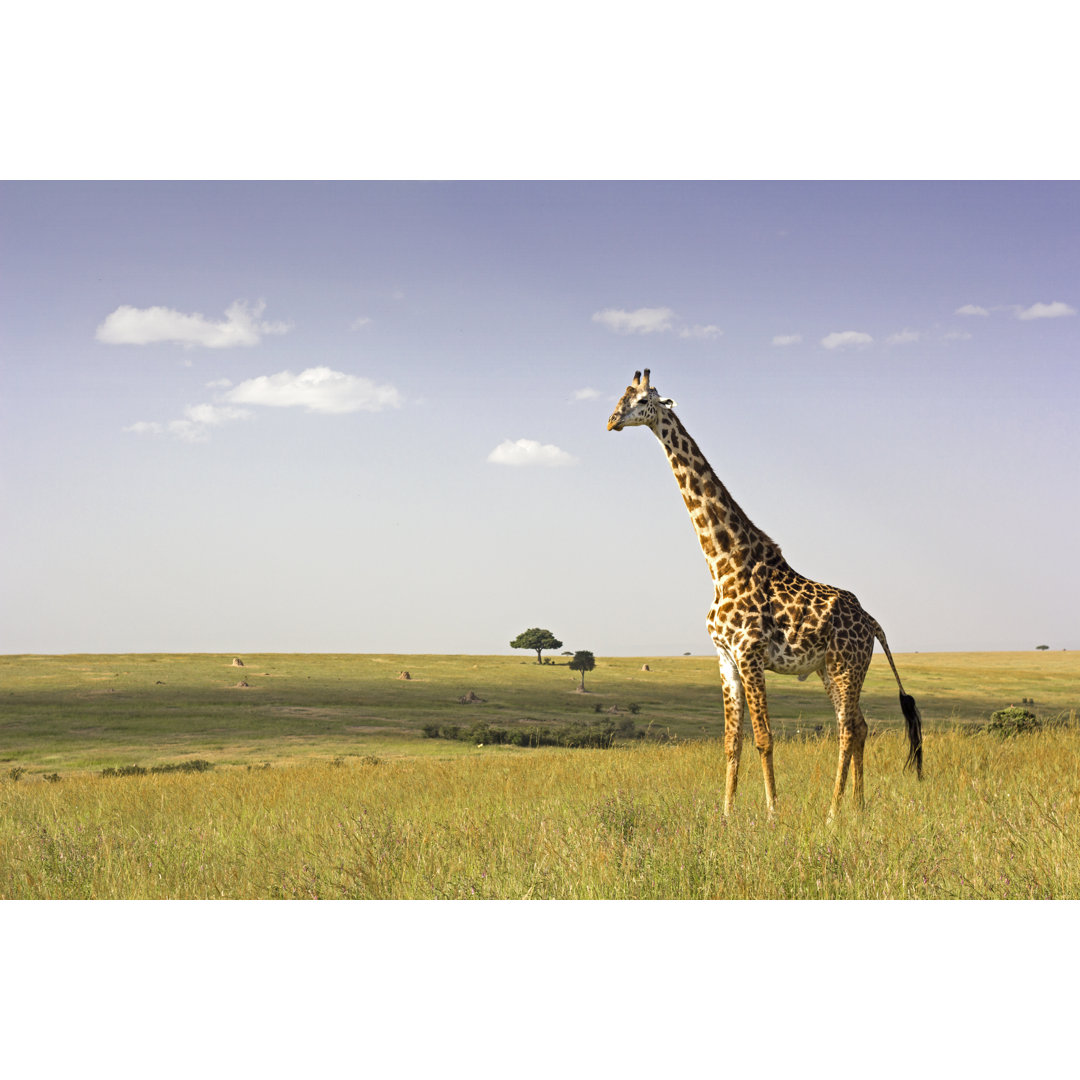 Giraffe in der Savanne von WLDavies - Druck ohne Rahmen auf Leinwand