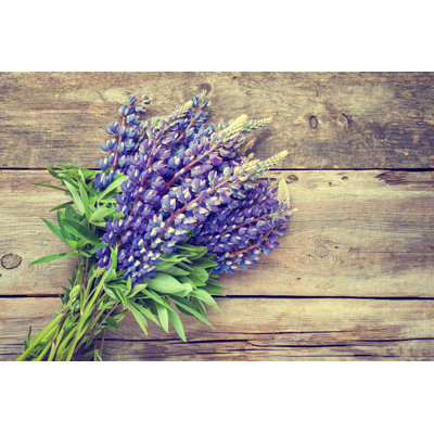 " Blue Lupine Flowers " by Chamillewhite