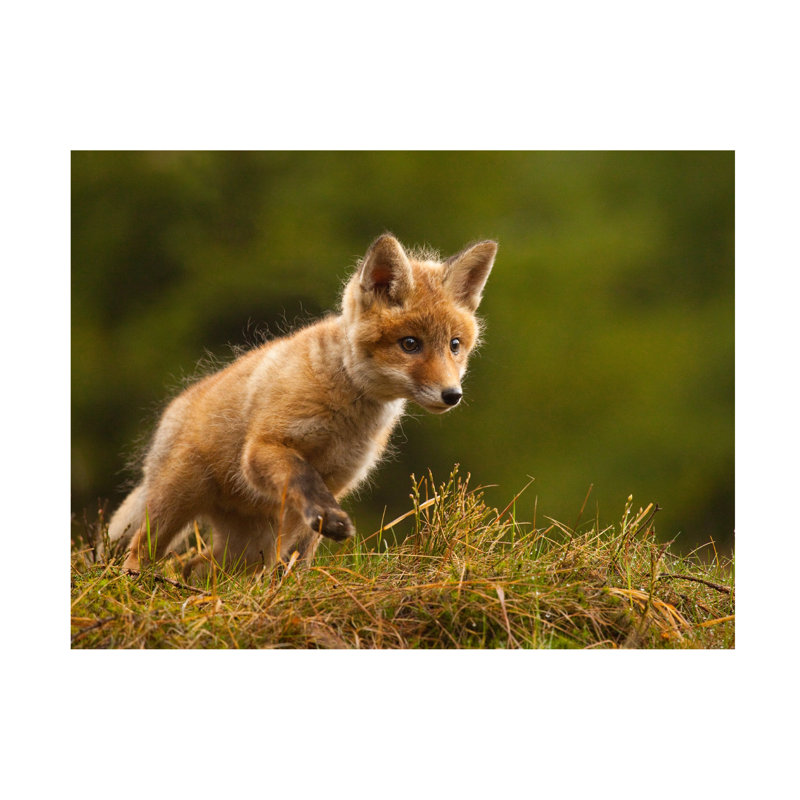 Bolog Robert Adamec Fox Canvas Art, 14" H x 19" W
