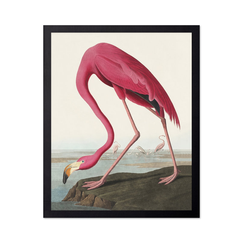 James Audubon - Flamant américain, Cadre noir, Affiche, H 08 po x l 10 po