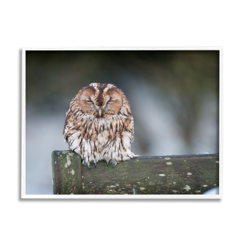 Chouette perchée, clôture, nature, faune par James Dobson - Photographie sur toile, H 11 po x l 14 po x P 1,5 po