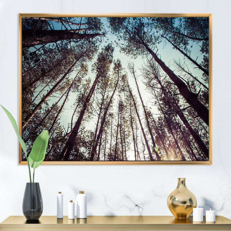 «High Forest Trees And Blue Sky», reproduction sur toile, Cadre flottant doré, H 24 po x l 32 po