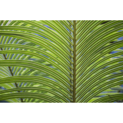 " Leaf Pattern " by Barbara Markoff