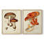 «Mushroom Variétés VI», reproduction encadrée de qualité supérieure - prête à être accrochée - aucun clou requis - aucun clou requis-577137959-577137961