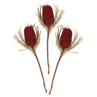 Dried Banksia Floral Stems