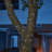 38.6' L Solar String Light with 100 LEDs