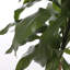 100cm Faux Dracaena Tree in Pot