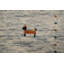 Tapis oriental petits animaux Gabbeh 4
