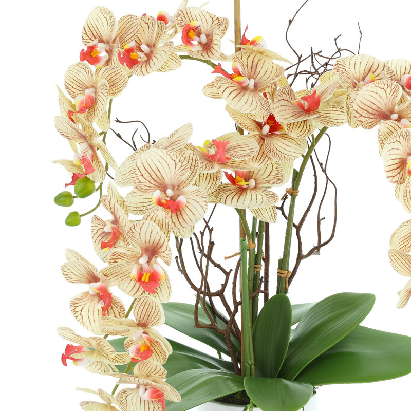 Modern Orchid Arrangement in Round Fiberstone Pot, Brown/Beige/Orange