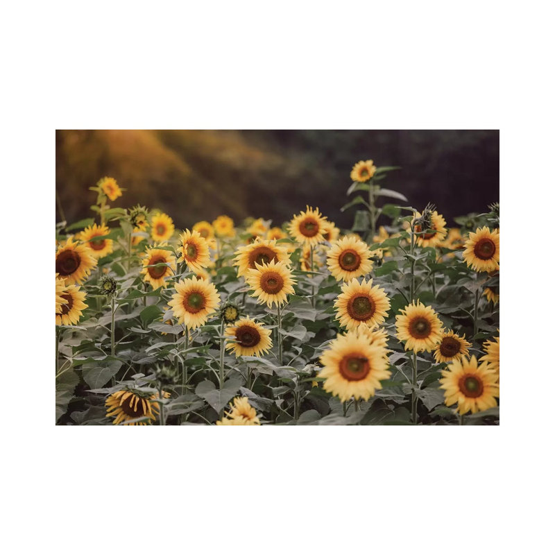 Field Of Gold I by Ann Hudec - Wrapped Canvas Print, 20.32 cm H x 30.48 cm W