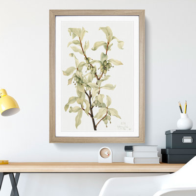Silverberry by Mary Vaux Walcott - Framed Print