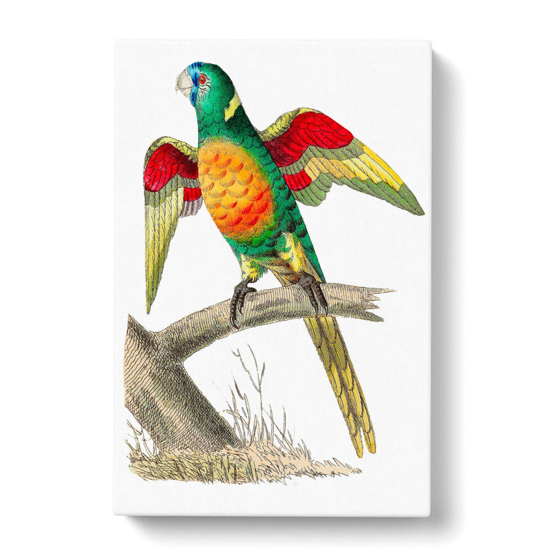 Red-Breasted Parakeet by George Shaw - Wrapped Canvas, 50cm H x 35cm W x 3cm D