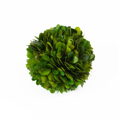 Preserved Boxwood Ball
