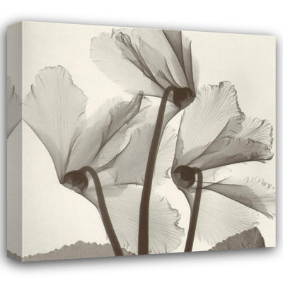 Étude des cyclamens # 1