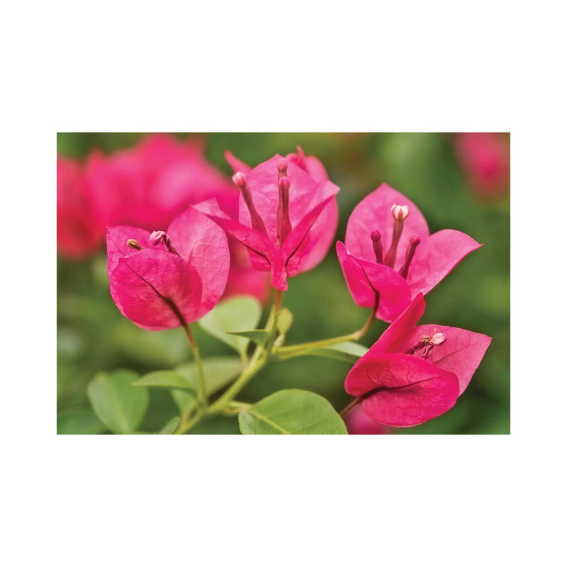 Pink Flowers - Wrapped Canvas Print, 20.32cm H x 30.48cm W x 1.905cm D