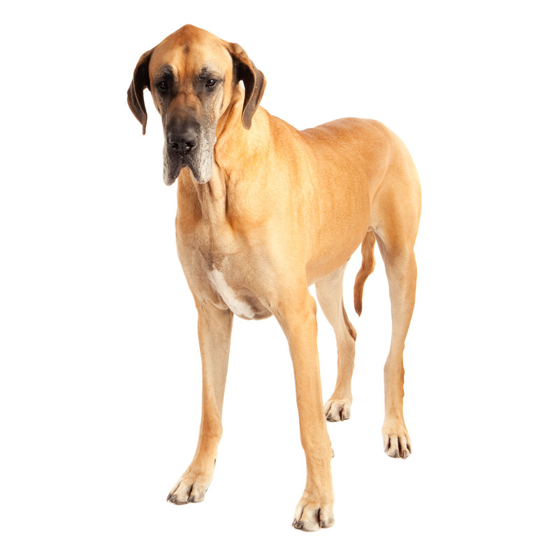 Brown Great Dane by Jimmyjamesbond - No Frame Print on Canvas, 30cm H x 30cm W