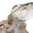 Real Cape Buffalo Skull