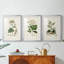 Antique Turpin Botanical I - reproduction sur mesure encadrée de qualité supérieure - 3 pièces-1401767997-1401767971