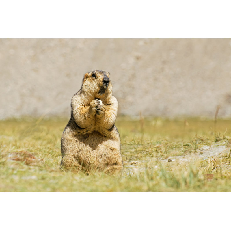 Himalayan Marmot Eating - Wrapped Canvas Print, 20cm H x 30cm W