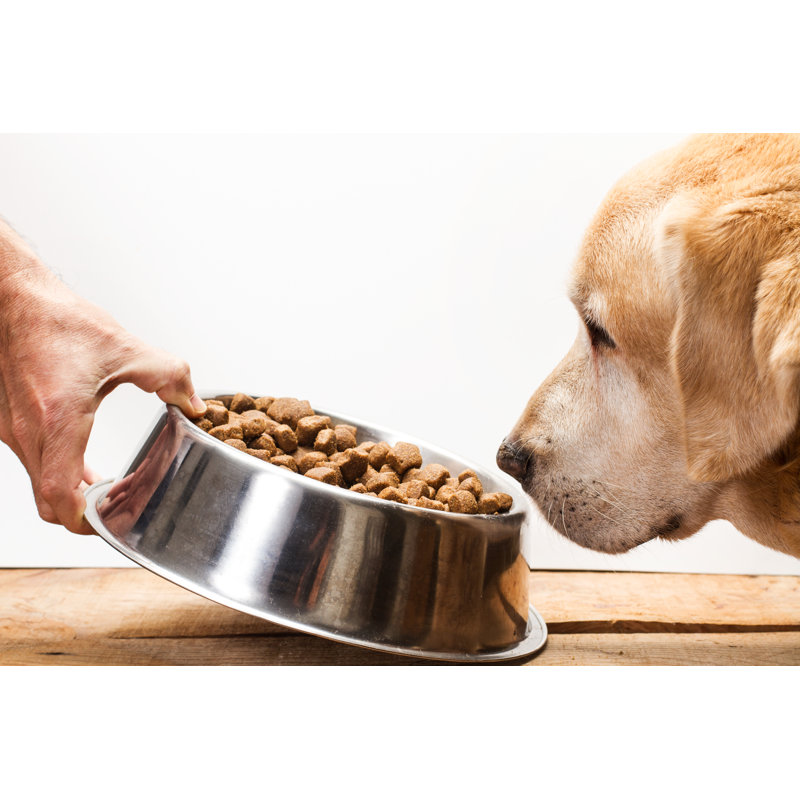 Labrador Retriever Dog Eating par Agustin Vai - photographie sur toile tendue, H 8 po x l 12 po