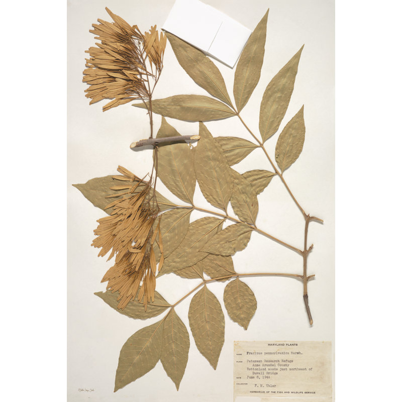 " Herbarium 1 " by Stellar Design Studio, 18" H x 12" W, No, Wrapped Canvas