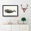 North Pacific Whale by C.M. Scammon - Framed Print-55617542-55617543