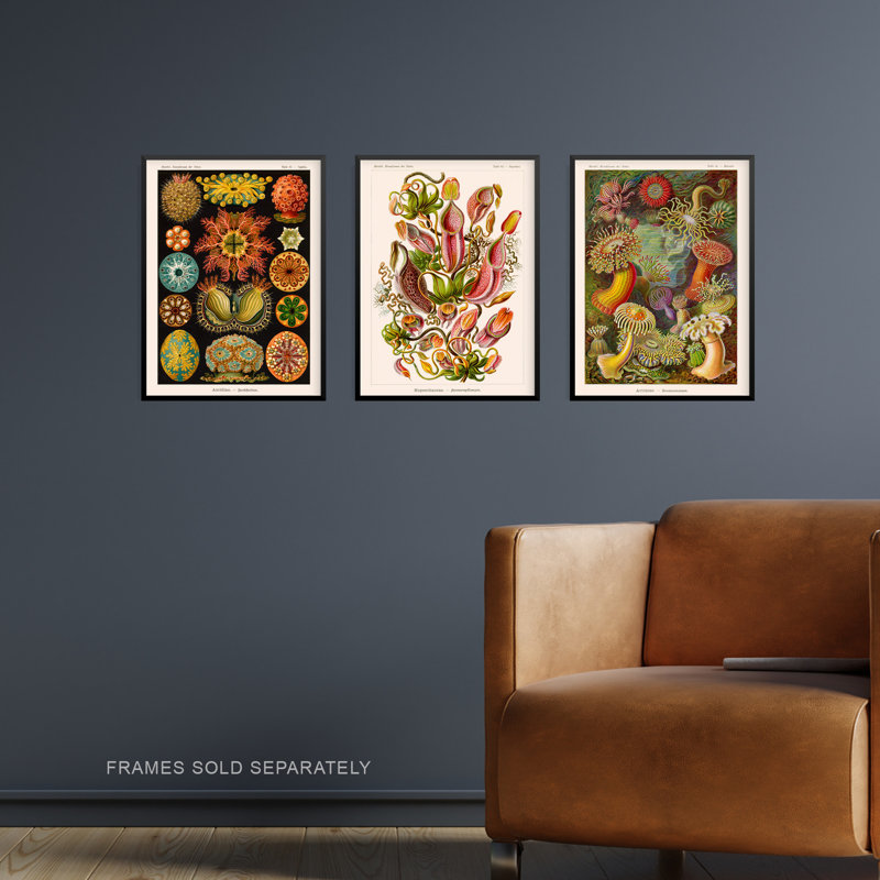 Haeckel Colourful Vintage Illustrations Plant Anemone Study - 3 Piece No Frame Print Set, 29.7cm H x 21cm W x 0.4cm D