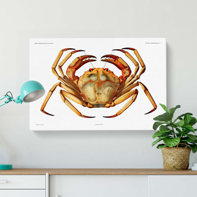 Atlantic Crab by Albert I - Wrapped Canvas Painting Pint - Wrapped Canvas
