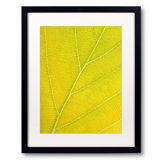 Autumn Leaf by Philippe Monthoux