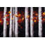 «White Trees with Orange Leaves - Seasons», reproduction encadrée