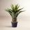 22'' Faux Foliage Succulent in Pot