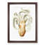A Velodona Octopus by Carl Chun - Single Picture Frame Painting-55457284-55457282