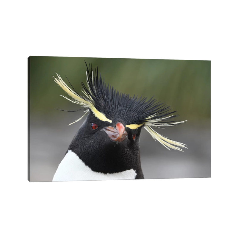 Rockhopper Penguin by Elmar Weiss - Wrapped Canvas Print, 45.72cm H x 66.04cm W x 1.9cm D