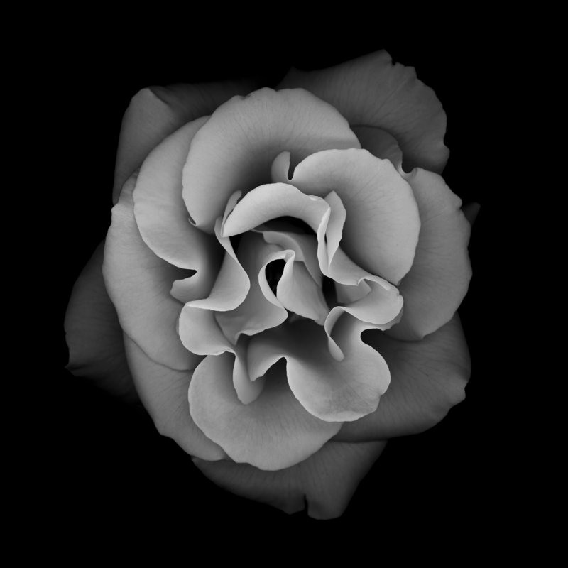 Rose monochrome par Ogpoto, H 30 po x l 30 po