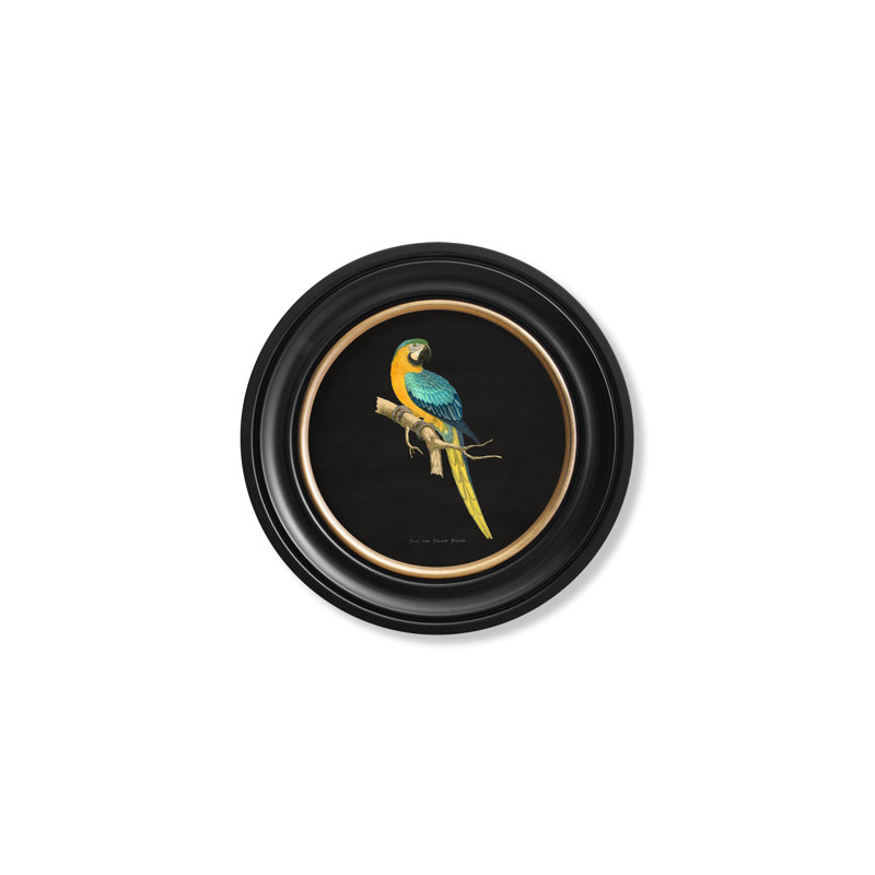 Blue & Yellow Macaw by Mid-1800s - Single Picture Frame Print on Archival Matt 230gsm Paper, Black