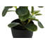 Plante Martinez 14 po